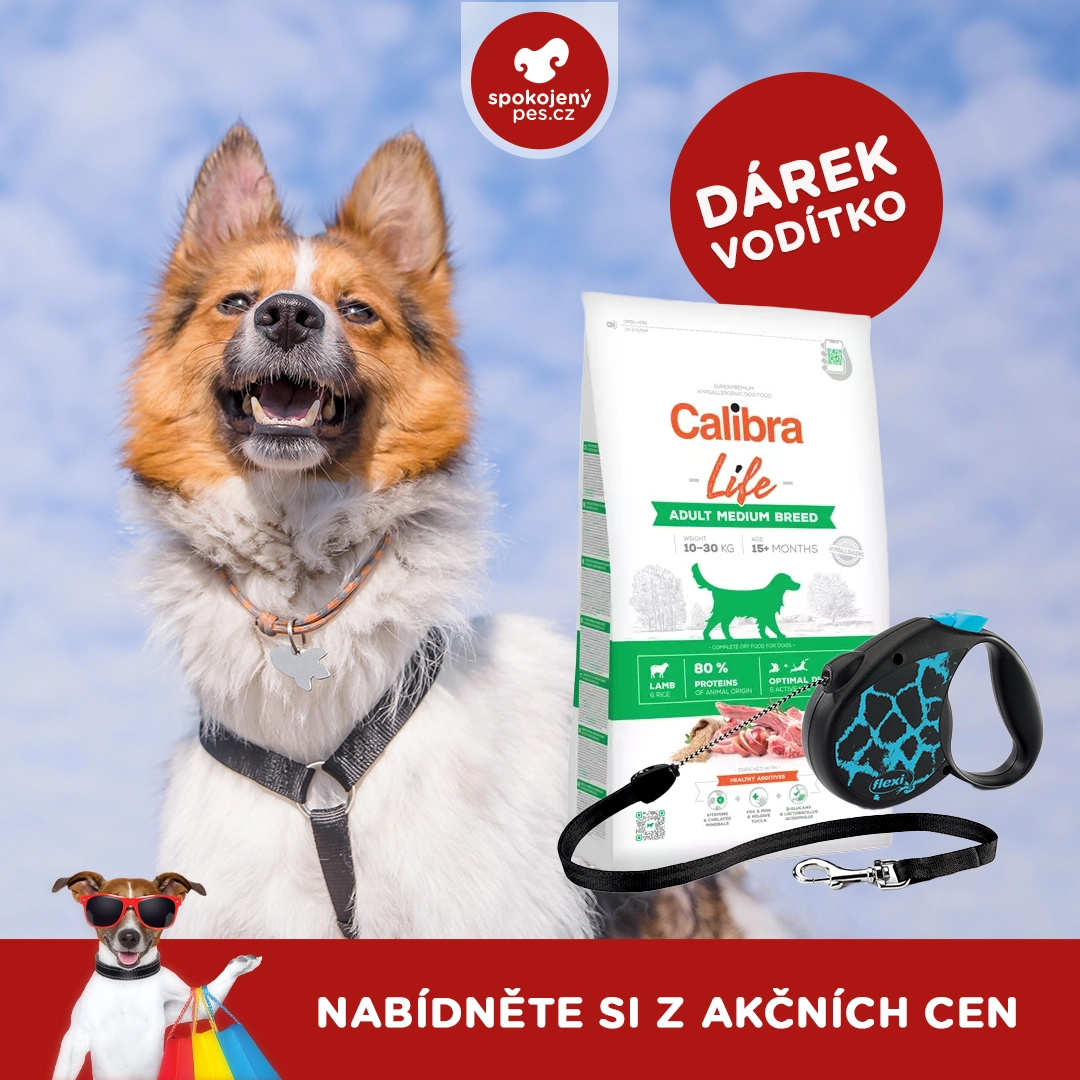 dog13 - kopie.webp